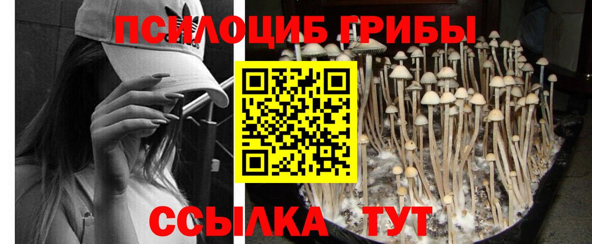 Зима  Псилоцибиновые грибы Cubensis  где купить наркотик  Вход с VPN 